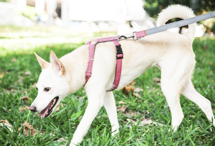 Ppark 牛仔布 H型胸背帶 M Pchome 24h購物