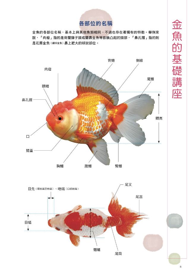 給新手的金魚鑑賞ｘ飼養指南 Pchome 24h書店