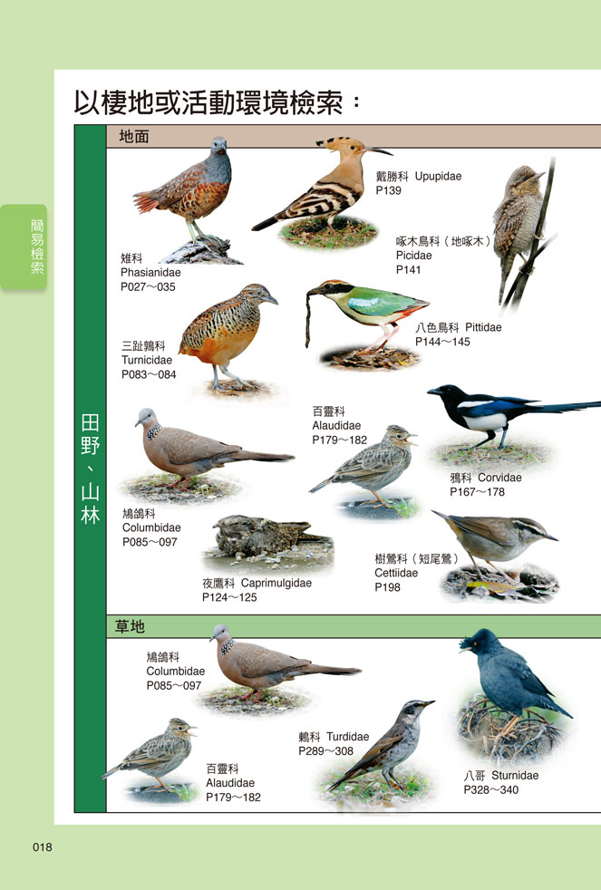 台灣鳥類網路圖鑑 鳥種科別 梅花雀科 Estrildidae 鳥種名稱 雙斑草雀 Taeniopygia Facebook